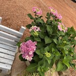 プレゼンテ スギ - 紫陽花