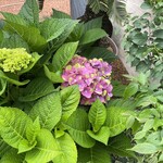 プレゼンテ スギ - 紫陽花