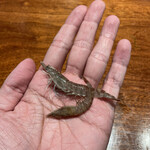 コントワール フー - 