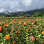 安部製麺所 - 高瀬のべに花〜
