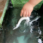 八べえ - うなぎ