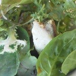 マッティート - 201210 Mattito　PRANZO(コショウ鯛のパン粉焼きのサラダ）拡大.jpg