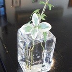 マッティート - 201210 Mattito　これもお庭のGreenかな.jpg