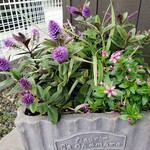 カフェ笑夢 - 玄関の寄せ植え♪