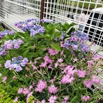 カフェ笑夢 - アプローチに咲く紫陽花、撫子。