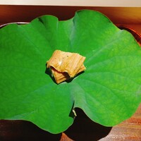 蓮 三四七 - 