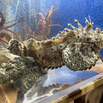 食彩厨房 甚兵衛 - おこぜ