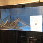 福乃城 - 元気な鰻達が迎えてくれます