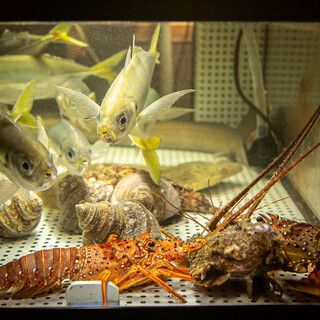 店内生け簀からすぐに調理します！