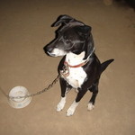 楽座 - 店のアイドル？・ケインです。