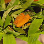 レフェルヴェソンス - 天然鮎が笹に包まれています。