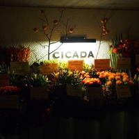 CICADA - New Open CICADA