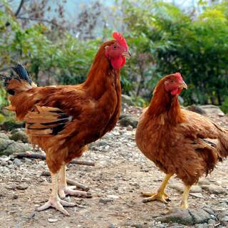 生育方法・長期肥育・無投薬でこだわり抜いた2品種の鶏を使用