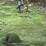 自家焙煎珈琲 森の響 - 