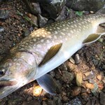 旅荘 みなと - 釣れたイワナ　40.5cm