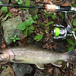 旅荘 みなと - 釣れたイワナ　34cm