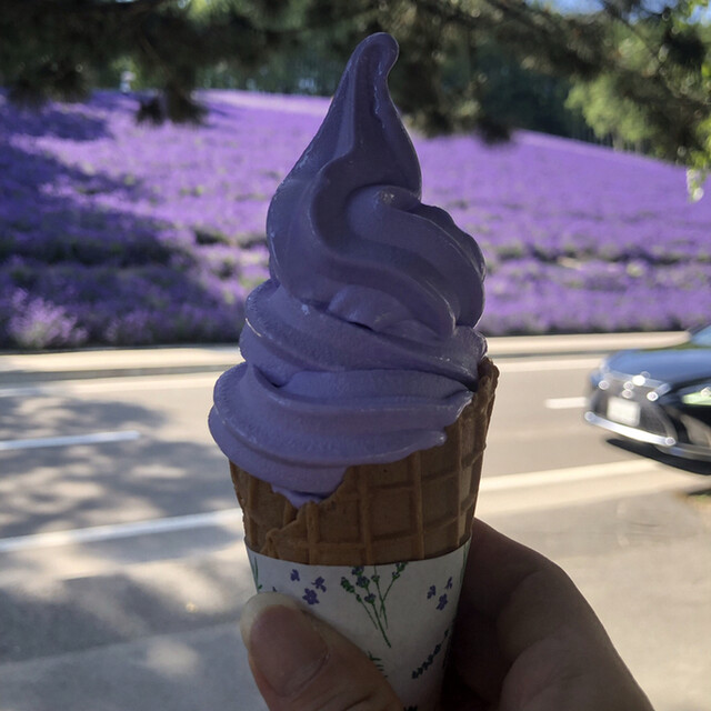 ファーム富田 中富良野 ソフトクリーム 食べログ ファーム富田 中富良野 ソフトクリーム 食べログ
