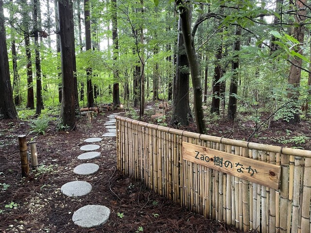 Zao樹のなか 採りたてやさいとチーズケーキ - 蔵王町その他（ケーキ）の写真