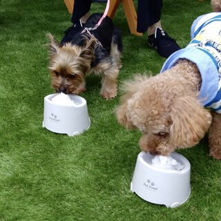 ペット可 埼玉でおすすめのかき氷をご紹介 食べログ