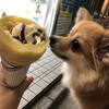 パールレディ - 人をダメにするクレープと犬