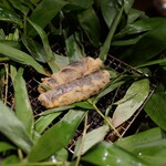 レフェルヴェソンス - 