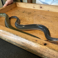 日本料理 梅林 - 