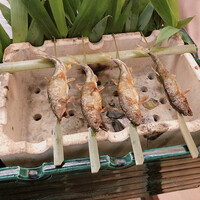 赤坂 菊乃井 -  鮎塩焼き 