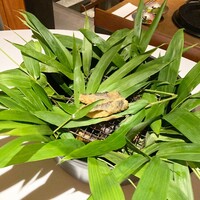 レフェルヴェソンス - 