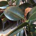 アンバードロップコーヒーロースターズ - 