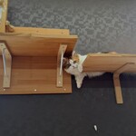 Cat cafe COORIKUYA - 