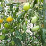 ステーキ・洋食のTANTO屋 - 店頭の花壇のプチトマト　2021.7