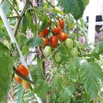 ステーキ・洋食のTANTO屋 - 店頭の花壇のプチトマト　2021.7