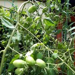 ステーキ・洋食のTANTO屋 - 店頭の花壇のプチトマト　2021.7