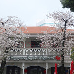 AUX BACCHANALES - リパブリックの桜