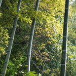 腰掛庵 - 竹やぶ