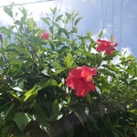 来夏世 - 外観(21-07)