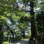 Takaosan Fumotoya - 高尾山の名所の一つ、たこ杉。むっ、隣に何かあります⁉︎('21/07/19)