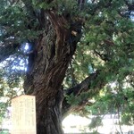 Oofuna Kaisen Shokudou Uofuku - 建長寺の巨木､樹齢７６０年ッ！(◎_◎;)