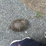 ボーノ - 出がけに なぜか 駐車場に居た ミシシッピアカミミガメ 初めて見る大きさに ビビった(笑)(≧▽≦)