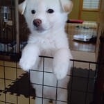 青竹手打ラーメン 日向屋 - 豆柴･鼓太郎･♂