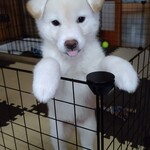 青竹手打ラーメン 日向屋 - 