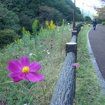 道の駅ことなみ  - ぶらり