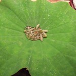 虎白 - 蓮の葉の上に乗せた蓴菜。客が自分で下の皿に落として食べます。こうした体験型プレゼンは単純に楽しい。大阪 ハジメを思いだします。