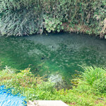 池内うどん店 - 