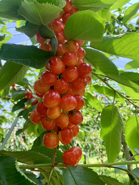 さくらんぼ山観光農園 仁木 その他 食べログ さくらんぼ山観光農園 仁木 その他 食べログ