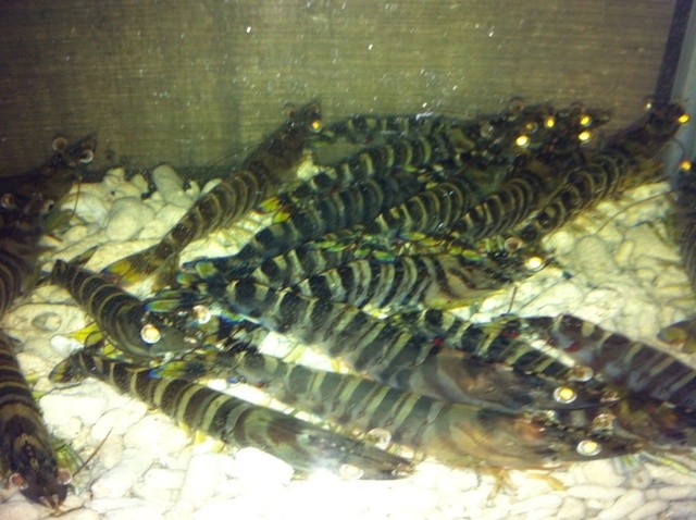 日本料理天ぷらあい田 - 新富士（天ぷら）の写真