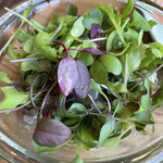 RAINFOREST - ベビーリーフサラダ