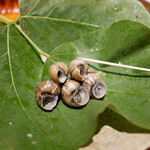 青蓮院門跡前 月おか - 