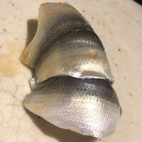 すし岩瀬 - 浜名湖の舞阪は集中豪雨の影響でいまひとつ。こちらは天草産の二枚付けです。はしりはキロ15万でしたが、今は落ち着いてそれでも4万。松阪牛なみやないかい(≧◇≦)