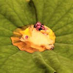 馬車道 大かわ - 完成